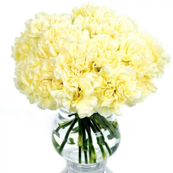 Cream Carnations for Home or Office